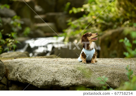 A miniature dachshund that recommends in the fresh green A miniature dachshund that recommends in the fresh green 67758254