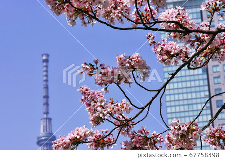 Cherry blossoms and skyscrapers seen in spring park 67758398