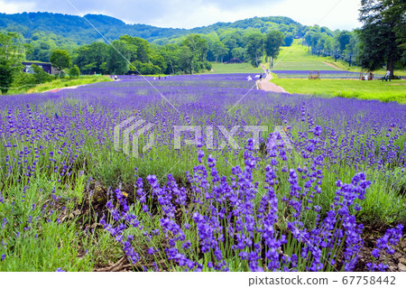 薰衣草香田3 薰衣草香田3 67758442