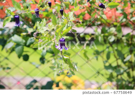 Clematis flower in basket Clematis flower in basket 67758649