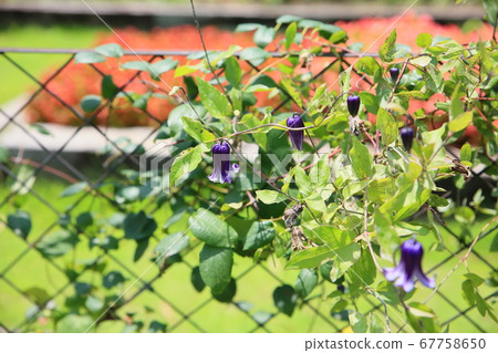 Clematis flower basket 67758650