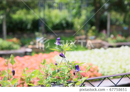 Clematis flower basket Clematis flower basket 67758651