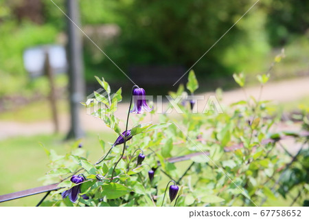 Clematis flower in basket Clematis flower in basket 67758652