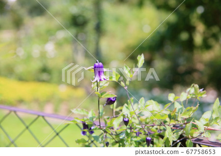 鐵線蓮花卉在籃子裡 鐵線蓮花卉在籃子裡 67758653