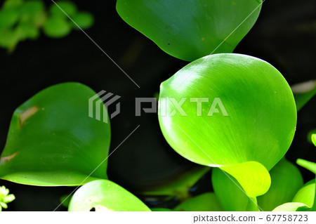 美麗的綠色的布袋草被太陽照亮 67758723