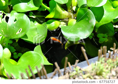 Goldfish, medaka swimming in the gap of water hyacinth Goldfish, medaka swimming in the gap of water hyacinth 67758727