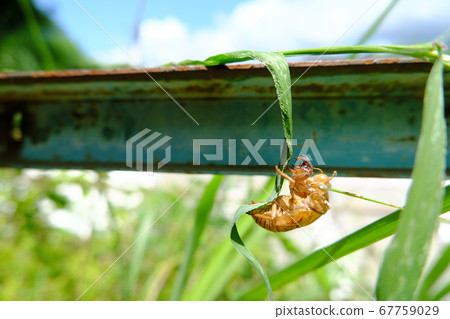 Image of intense heat with cicada shells remaining Image of intense heat with cicada shells remaining 67759029