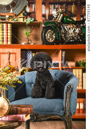 Toy poodles in retro scenery Toy poodles in retro scenery 67759148