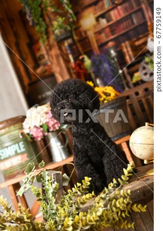 Toy poodles in retro scenery Toy poodles in retro scenery 67759149