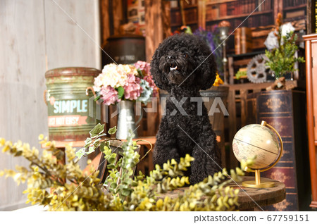 Toy poodles in retro scenery 67759151