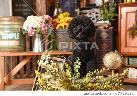 復古風景玩具貴賓犬 復古風景玩具貴賓犬 67759155
