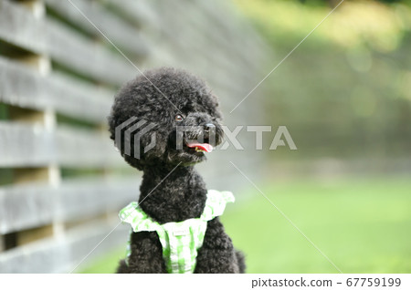 一種用於狗跑的黑髮玩具貴賓犬 67759199
