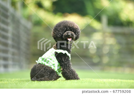 一種用於狗跑的黑髮玩具貴賓犬 67759208