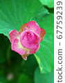 Lotus Flower 1-1 67759239