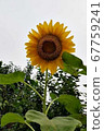 Sunflower 3-1 67759241