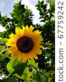 Sunflower 1-1 67759242