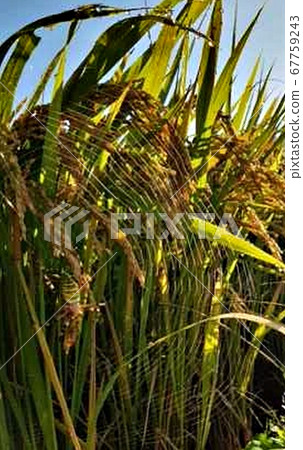 Spider web Spider web 67759243