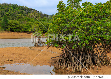 Mangrove in Higashimura Fureai Hirugi Park, Okinawa 67760199