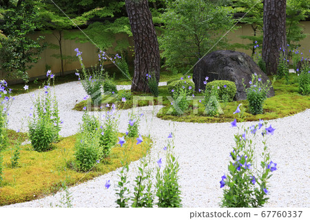 Lushan Temple flowers in full bloom in the garden Lushan Temple flowers in full bloom in the garden 67760337