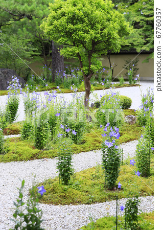 廬山寺在花園裡盛開 廬山寺在花園裡盛開 67760357