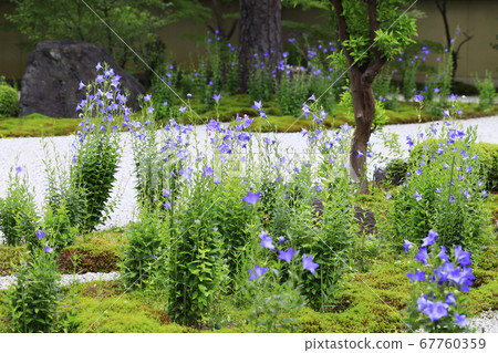 Lushan Temple flowers in full bloom in the garden 67760359