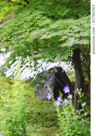 廬山寺在花園裡盛開 廬山寺在花園裡盛開 67760365