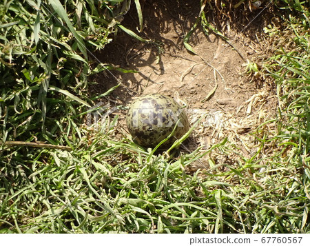 Black-tailed Gull Egg from Kabushima, Hachinohe City, Aomori 67760567