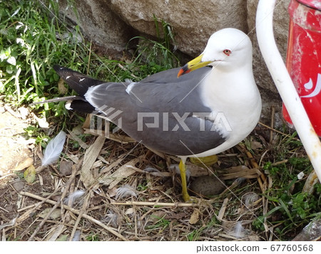 Black-tailed Gull in Kabushima, Hachinohe City, Aomori Prefecture 67760568