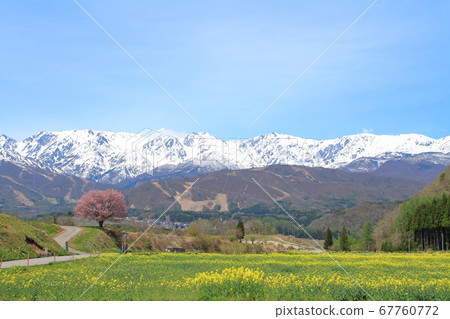 白馬的五月Noppano櫻花和北阿爾卑斯山 67760772