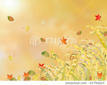 水稻和秋葉 67760820