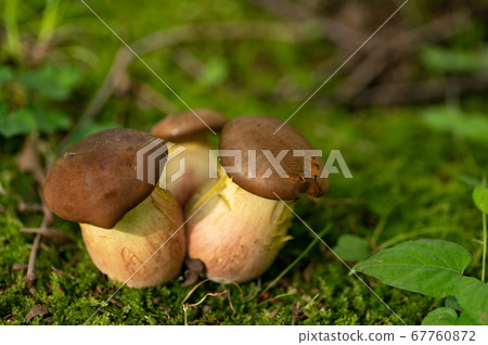 An unknown mushroom growing in a park in Tokyo 67760872