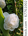 White lotus flower 5-1 67761002