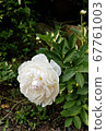 White flower 4-1 67761003