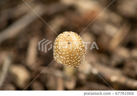Amanita mushrooms growing in metropolitan parks 67761008