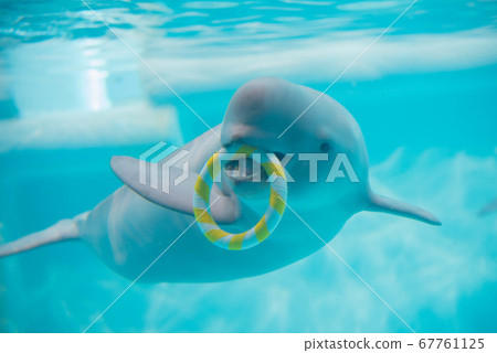 Snail play 67761125