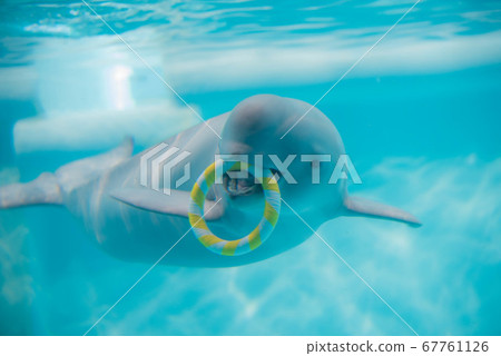 Snail play 67761126