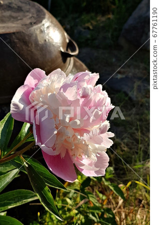 Pink Flower 8-1 Pink Flower 8-1 67761190