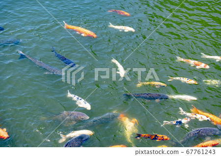 高田城堡公園的錦鯉 高田城堡公園的錦鯉 67761243
