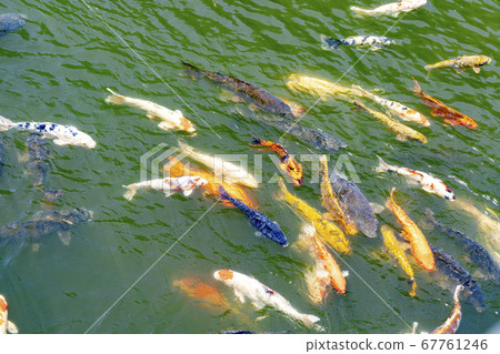 高田城堡公園的錦鯉 高田城堡公園的錦鯉 67761246