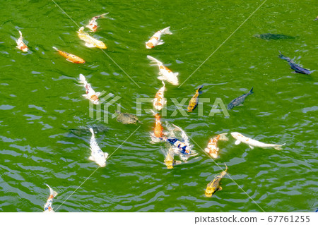 Nishikigoi at Takada Castle Park 67761255