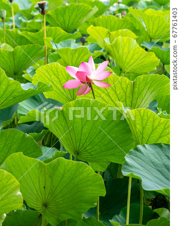 Beautiful blooming ancient lotus Beautiful blooming ancient lotus 67761403