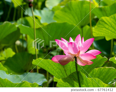 Beautiful blooming ancient lotus Beautiful blooming ancient lotus 67761412