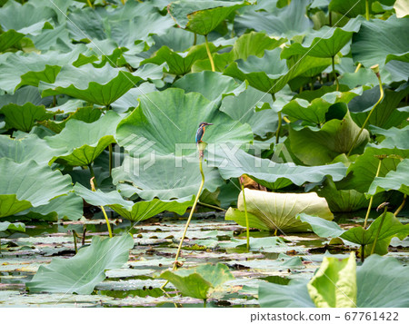 Kingfisher standing in Hasuda 67761422
