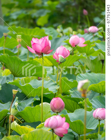 Beautiful blooming ancient lotus Beautiful blooming ancient lotus 67761443