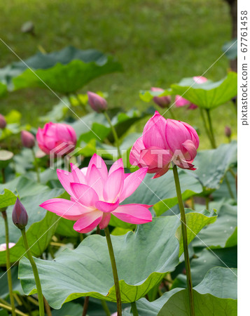 Beautiful blooming ancient lotus Beautiful blooming ancient lotus 67761458