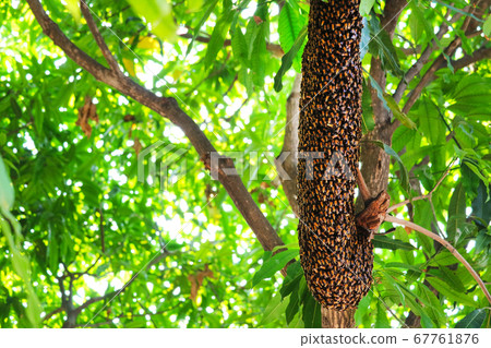 bees hive on the branch tree in the garden bees hive on the branch tree in the garden 67761876
