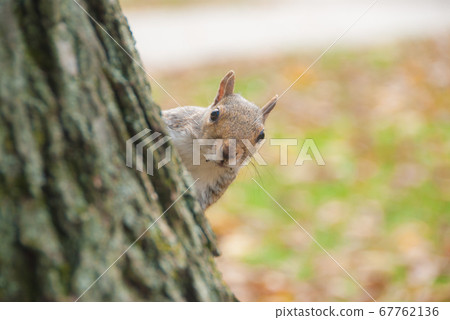 Heavy squirrel Heavy squirrel 67762136