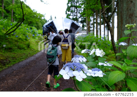 岩手縣一關市的Michinoku繡球花園和遊客 岩手縣一關市的Michinoku繡球花園和遊客 67762255