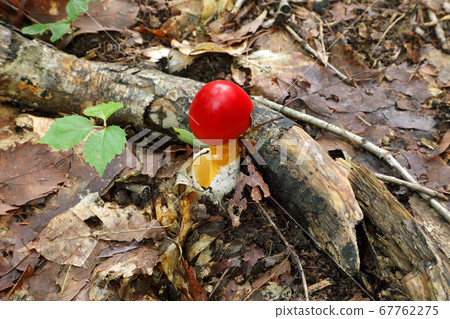 福島縣忠武市橡木森林地板上的雞蛋蘑菇 67762275