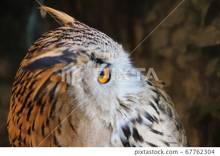 Siberian Eagle Owl Side Profile ① 67762304